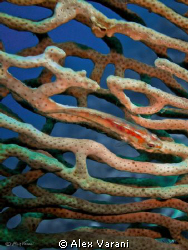 goby on labyrinth by Alex Varani 